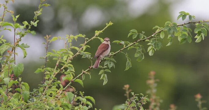 pie-gri&egrave;che &eacute;corcheur femelle (lanius collurio) pos&eacute;e sur une ronce