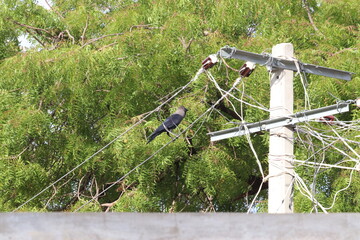 crow,crow on tree