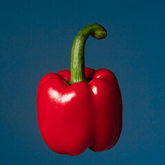Vegetable pop art red pepper paprika blue color background art side lighting 