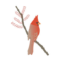 Red Northern Cardinal on tree branch, portrait with beautiful plumage. Vector flat illustration isolated on a white background. Cartoon Christmas Winter bird sitting on a branch. Element for design.