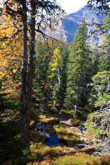 Beautiful autumn pine forest