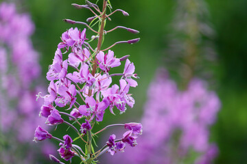 Naklejka premium Pink flowers of Willow-herb (Ivan tea, fireweed) in a summer field