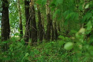 Green trees stems in the summer forest. Natural background