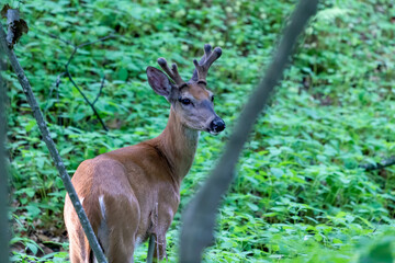 Young white tailed deer with growing antlers in velvet. Natural scene  from  Wisconsin state park