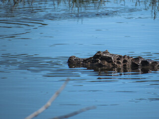 Alligator swimming