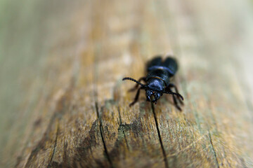 Pterostichus black beetle on wood