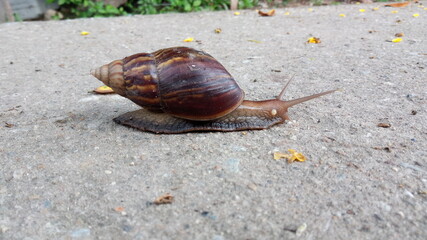 snail on the road