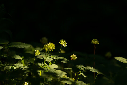 Wildflower. Forest flowers illuminated by the first rays of the rising sun