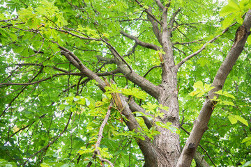 Chestnut tree trunk from bottom to top view. Green leaves, summer time