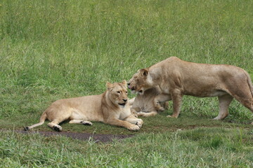 A pack of lions gathered together in the wild