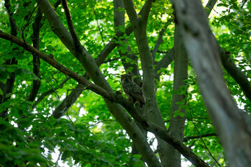 Female Great horned owl in state forest.Natural scene from Wisconsin.