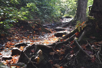 Sutton - Autum Forest Walk