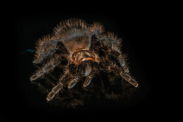 Tarantula grammostola porteri isolated on black background. Grammastola pulchripes on mirror with reflection. Arachnid, fang. Dangerous wildlife.