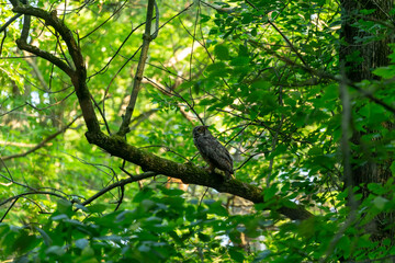 Female Great horned owl in state forest.Natural scene from Wisconsin.