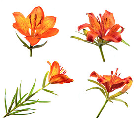 Set of buds of an orange lily flower closeup, isolate. A lot of lily flowers isolated on white background. Floristics