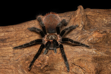 Bolivian red rump tarantula on the old wood isolated on black background. Dangerous wildlife.