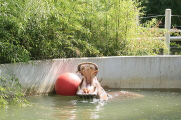 Open Mouthed Hippopotamus playing with a red ball in the pool