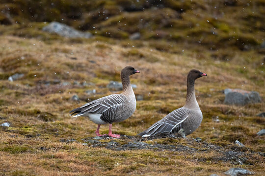 Two Pink-footed geese on the ground