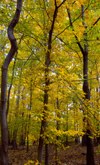 Yellow colors of the early fall season deep inside the forest