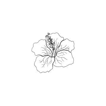 Black and white line art decoration of flower with leaves.  Vector isolated clipart. Minimal monochrome hand drawing botanical design. Contour engraving bud.