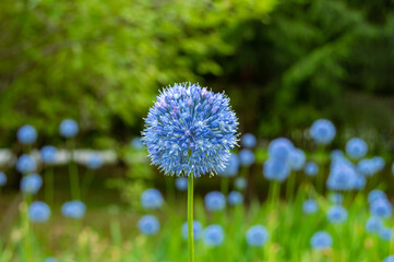 Blue onion blooming in the Park