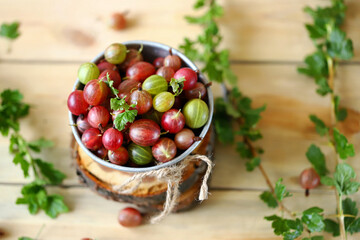 Selective focus. Macro. Gooseberries in a bowl on a wooden surface. Gooseberry leaves and branches. Harvest gooseberries. Rustic style.