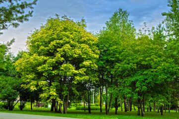 Fototapeta na wymiar Juicy colors of a summer Park. Trees growing in the Park in cloudy weather