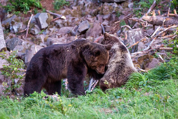 Brown bears (ursus arctos) during mating. A huge male chasing a bear. In the background a stone slope.