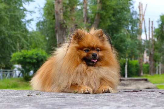 Pomeranian or German small Spitz lies
