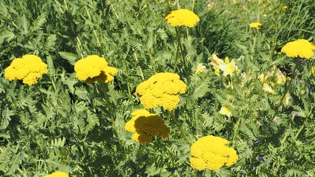 (Achillea filipendulina) Achill&eacute;es &agrave; feuilles de foug&egrave;re aux minuscules fleurs jaune-or en corymbes sur de hautes tiges souples au feuillage vert d&eacute;coup&eacute;