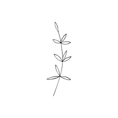 Contour foliage. Black and white line art decoration of leaves.  Vector isolated clipart. Minimal monochrome hand drawing botanical design.