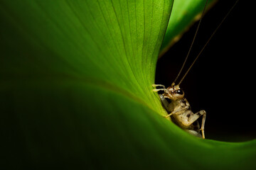 Close up of Cricket insert bug with green leaf