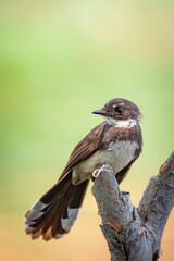Sunda Pied Fantail or Malaysian Pied Fantail  perched on tree branch.