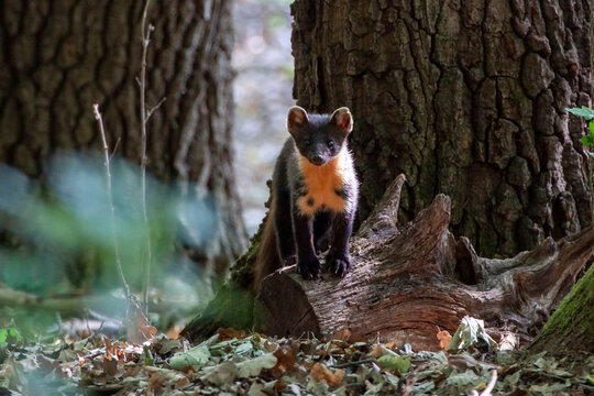 Pine Marten (Martes martes) sediaca na dubovom pn&iacute;ku. kuna v dubovom lese hladajuca potravu.