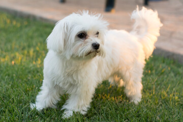 perro blanco pequeño 