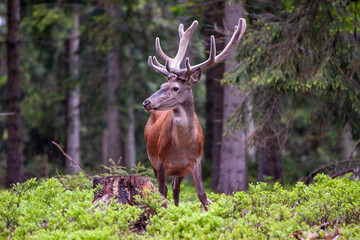 Deer, Cervus elaphus, with antlers growing on velvet.A huge deer in deep spruce forest. Wild animals in spring .