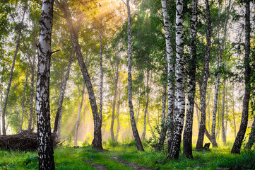 A road in a birch forest in a bright and warm light. Magic birch forest in HDR quality