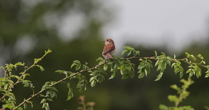 pie-gri&egrave;che &eacute;corcheur femelle (lanius collurio) pos&eacute;e sur une ronce
