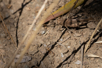 Grasshopper camouflage on desert soil. Close up.