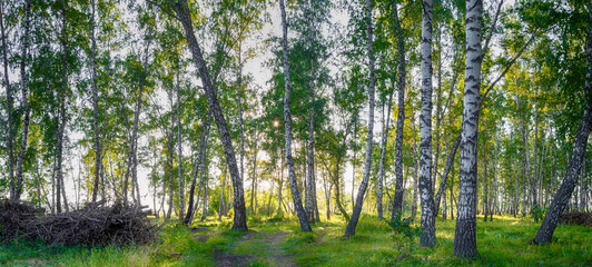 Fototapeta na wymiar Panorama of a birch grove in bright and warm sunlight. Magic birch forest in HD quality