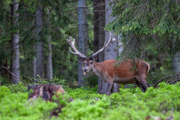 Deer, Cervus elaphus, with antlers growing on velvet.A huge deer in deep spruce forest. Wild animals in spring .