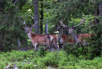 Cervus elaphus, with antlers growing on velvet. A young deers in deep spruce forest. Wild animals in spring