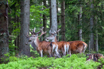 Naklejka na ściany i meble Cervus elaphus, with antlers growing on velvet. A young deers in deep spruce forest. Wild animals in spring