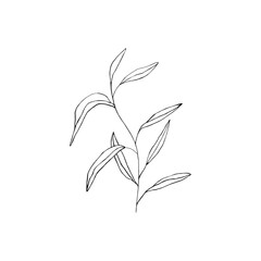 Black and white line art decoration of leaves.  Vector isolated clipart. Minimal monochrome hand drawing botanical design. Contour engraving foliage