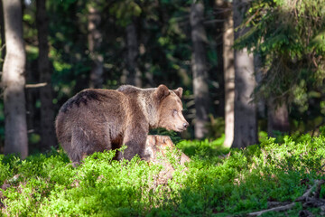 Male brown bear (ursus arctos) walking in the dark spruce forest. Sunbeams penetrate the forest and illuminate the mysterious bear