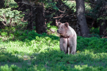 Obraz premium Male brown bear (ursus arctos) walking in the dark spruce forest. Sunbeams penetrate the forest and illuminate the mysterious bear
