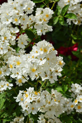 white flowers and green leaves. background for the design. summer nature. Bush with flowers in the Park.