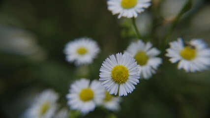 Obraz premium white daisies in a field