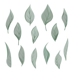 Art watercolor natural leaves elements. Vector illustration