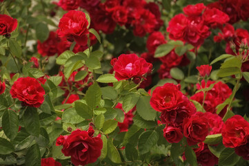 Fototapeta na wymiar red rose Bush. flowers in the Park. background for the design.